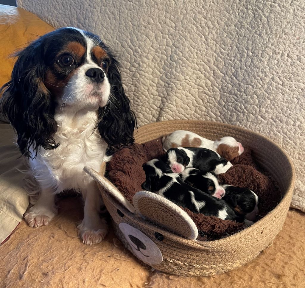 chiot Cavalier King Charles Spaniel Storm haven