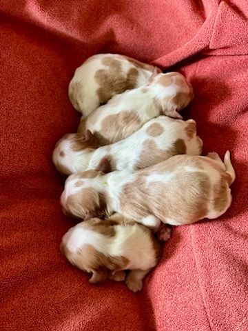 Storm haven - Chiot disponible  - Cavalier King Charles Spaniel