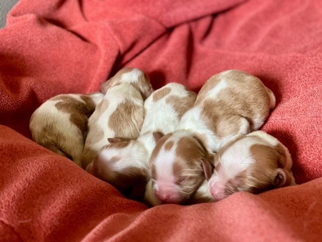 chiot Cavalier King Charles Spaniel Storm haven