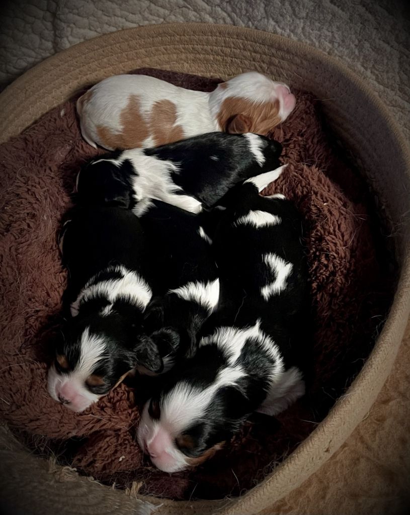 Storm haven - Chiot disponible  - Cavalier King Charles Spaniel