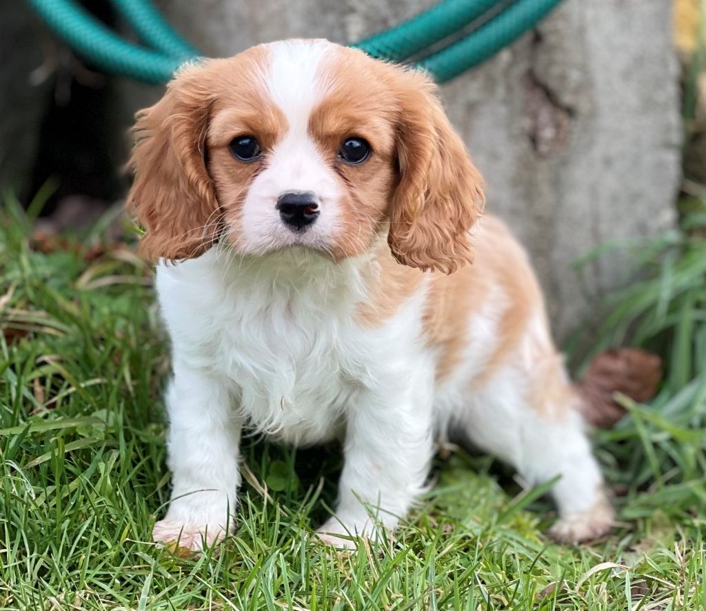 Storm haven - Chiot disponible  - Cavalier King Charles Spaniel