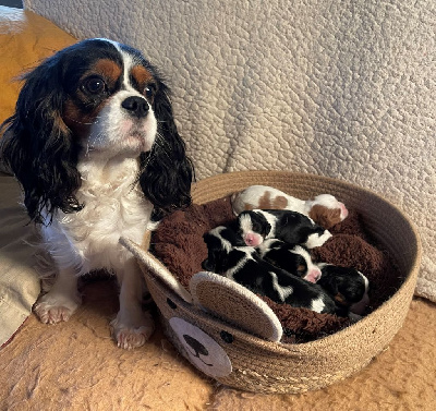 Storm haven - Cavalier King Charles Spaniel - Portée née le 13/01/2025