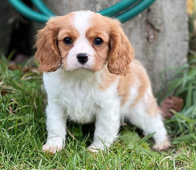 Storm haven - Cavalier King Charles Spaniel - Portée née le 17/11/2024