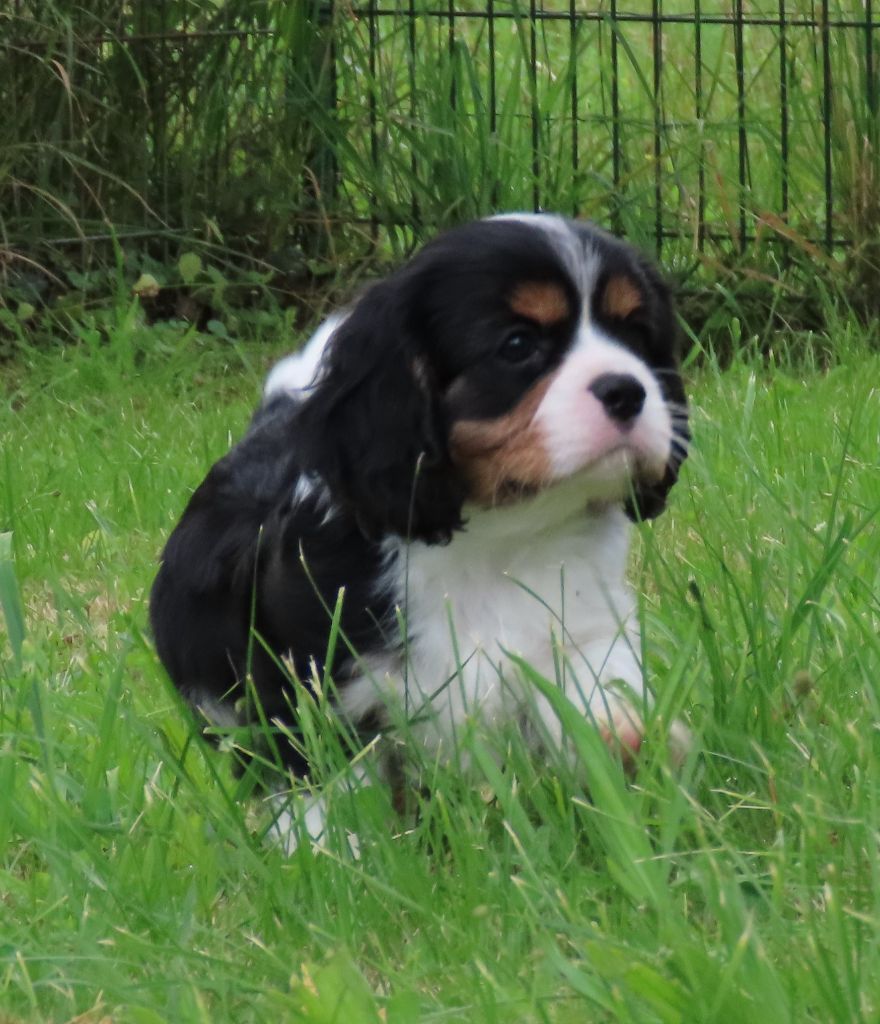 Storm haven - Chiot disponible  - Cavalier King Charles Spaniel