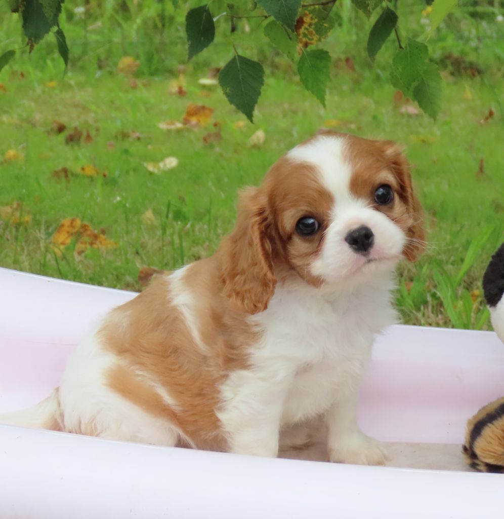 Storm haven - Chiot disponible  - Cavalier King Charles Spaniel