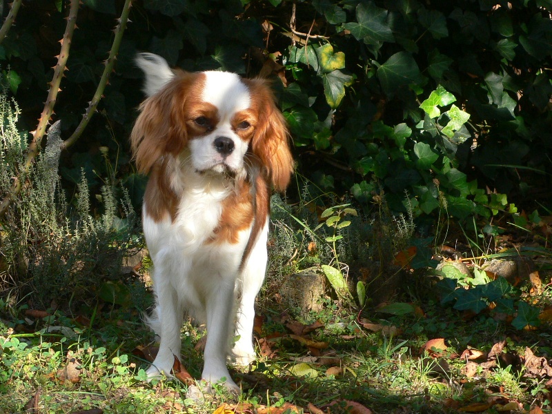 Storm haven Fossette