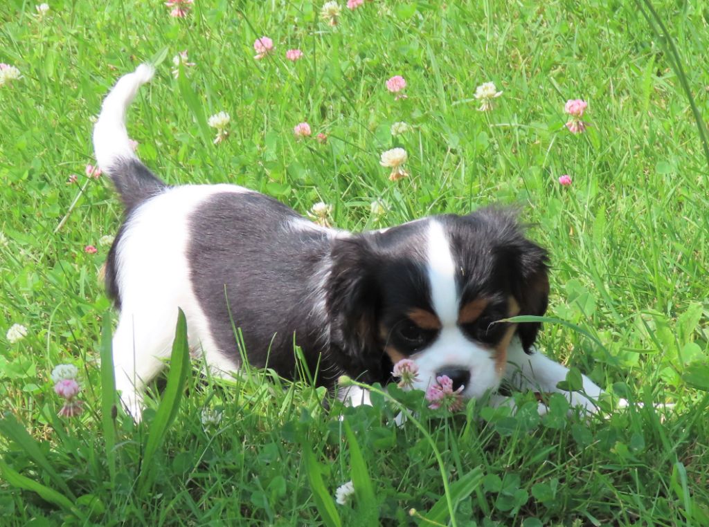 Storm haven - Chiots disponibles - Cavalier King Charles Spaniel