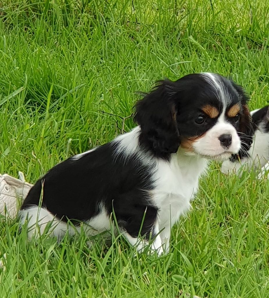 Chiot Cavalier King Charles Spaniel Storm haven