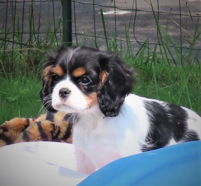 Storm haven - Chiots disponibles - Cavalier King Charles Spaniel
