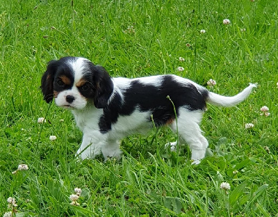 CHIOT 5