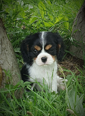 CHIOT 4