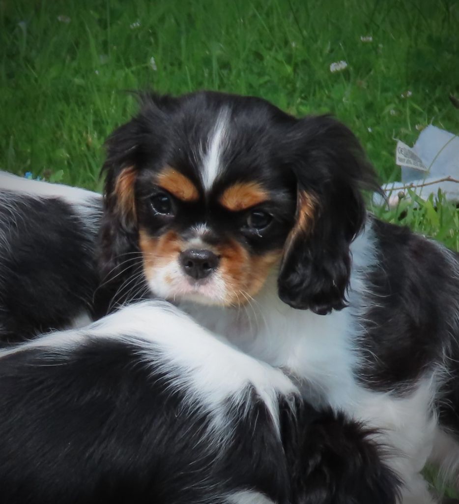 Storm haven - Chiots disponibles - Cavalier King Charles Spaniel