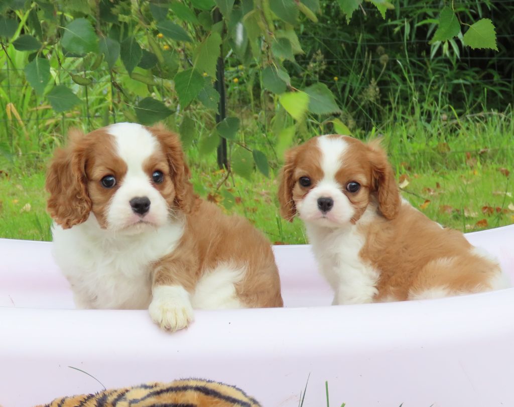 Chiot Cavalier King Charles Spaniel Storm haven